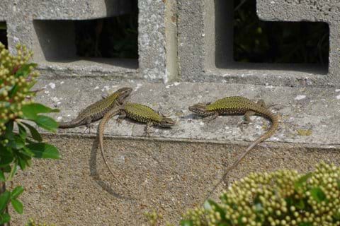 Wall lizards sunbathing in our garden